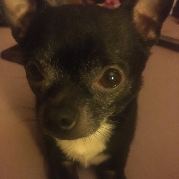 Meet your Posher, Casey - Picture 5 of 8